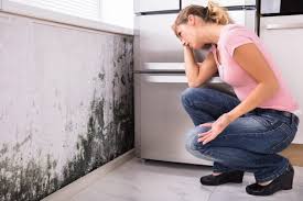 Best Forensic Mold Investigation in USA